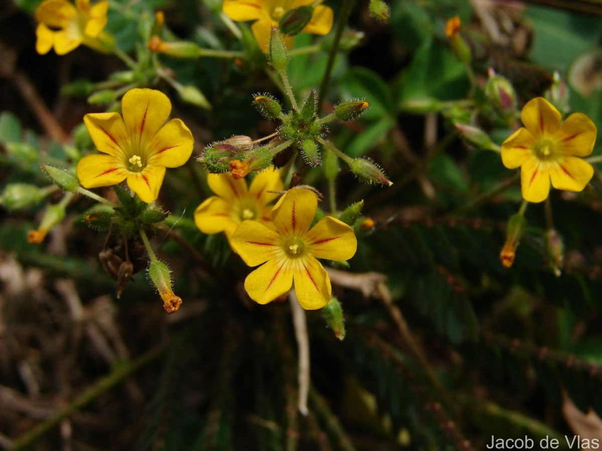 Biophytum reinwardtii (Zucc.) Klotzsch